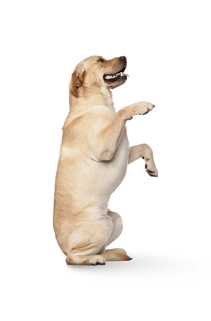 dog-categiry-image