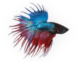 fish-category-image