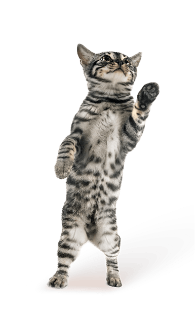 cat-categry-image