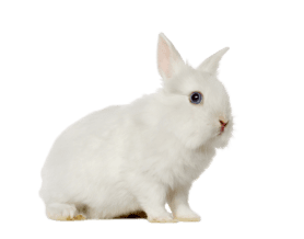 small-pets-category-image
